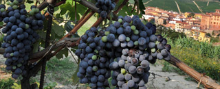 La Bodega de Prada: comer entre viñas