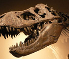 Paleontología: un 'hobbie' en auge