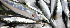 La sardina, el pescado veraniego
