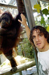 Puyol, el hombre que susurraba a los orangutanes